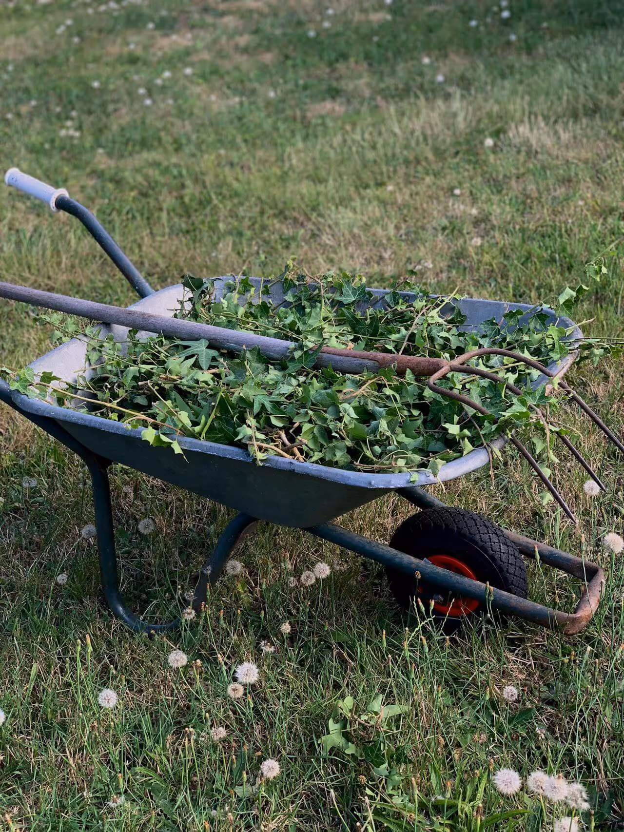 Metal wheelbarrow filled with green ivy clippings and a garden fork resting on top, placed on grassy lawn with dandelions.