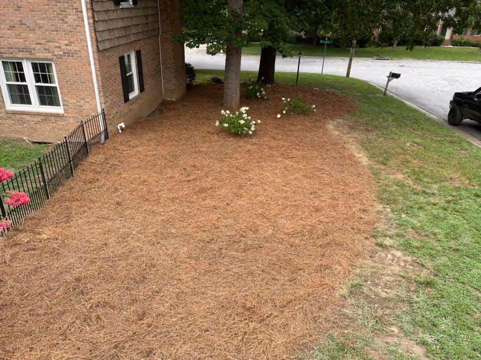 Mulched garden bed with pine straw around tree bases and flowering plants beside a brick house.
