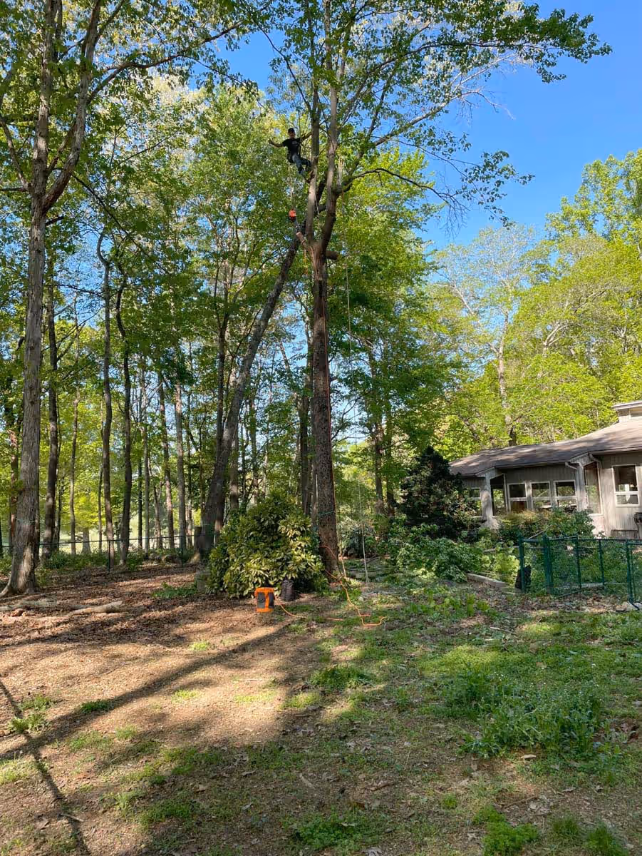 Person wearing safety gear climbing a tall tree in a wooded backyard near a house on a clear sunny day.